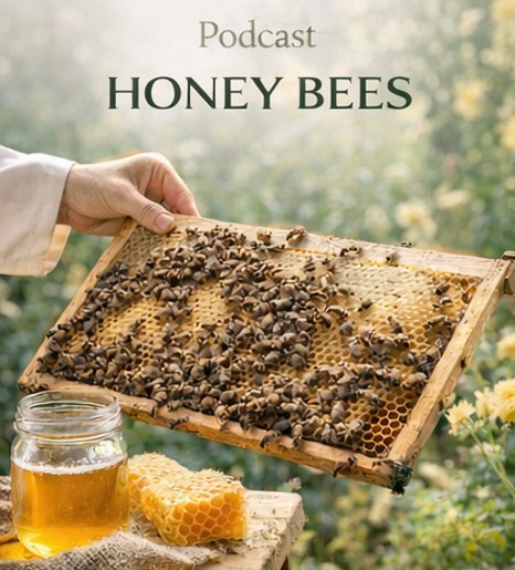 Honey bees podcast